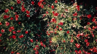 HD Stock Footage, Stock Video, Stock Footage, Video Clip, Motion Graphics