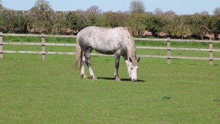 HD Stock Footage, Stock Video, Stock Footage, Video Clip, Motion Graphics