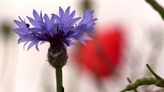 HD Stock Footage, Stock Video, Stock Footage, Video Clip, Motion Graphics