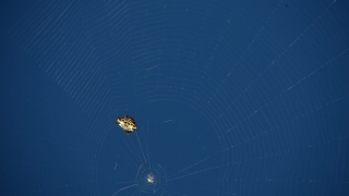 HD Stock Footage, Stock Video, Stock Footage, Video Clip, Motion Graphics