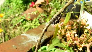 HD Stock Footage, Stock Video, Stock Footage, Video Clip, Motion Graphics