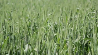 HD Stock Footage, Stock Video, Stock Footage, Video Clip, Motion Graphics