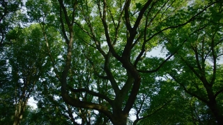 HD Stock Footage, Stock Video, Stock Footage, Video Clip, Motion Graphics