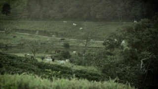 HD Stock Footage, Stock Video, Stock Footage, Video Clip, Motion Graphics