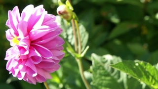 HD Stock Footage, Stock Video, Stock Footage, Video Clip, Motion Graphics