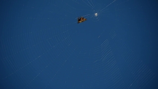 HD Stock Footage, Stock Video, Stock Footage, Video Clip, Motion Graphics